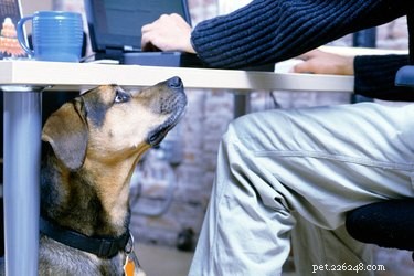 Des chiens qui se comportent bien sur un lieu de travail