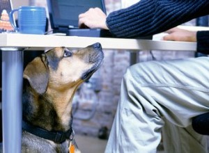 Des chiens qui se comportent bien sur un lieu de travail