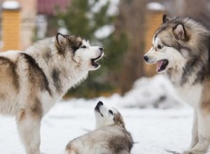 Le chien qui aboie est-il instinctif ou appris ?