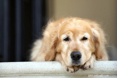 Os cães ficam deprimidos quando outro cão morre?