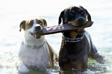 Плюсы и минусы одновременного усыновления двух собак