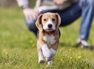 Quand un chiot peut-il commencer les cours de dressage ?