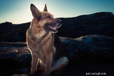 Hundar som är naturliga beskyddare