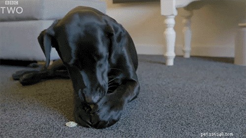 Perché i cani mangiano cose strane?