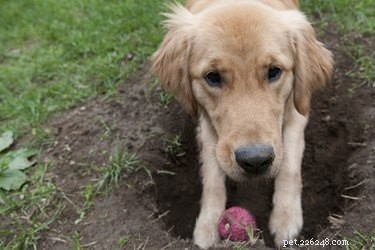 Waarom verbergen honden hun eten en speelgoed?