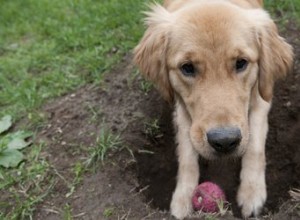 Proč psi schovávají jídlo a hračky?