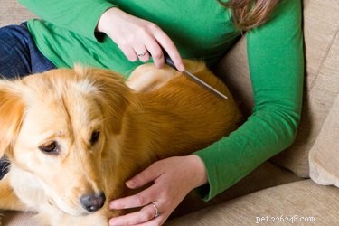 Le pulci di cane possono trasferirsi agli esseri umani?
