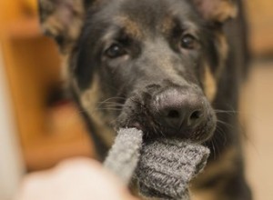 Empêcher un chien de voler des objets et de courir