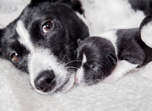 Les chiots ressemblent-ils toujours à leurs parents ?