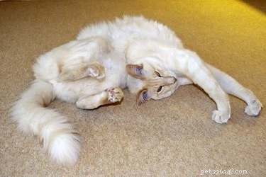 Perché i gatti sono così flessibili?