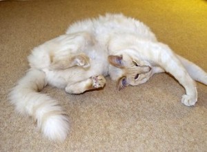 Proč jsou kočky tak flexibilní?
