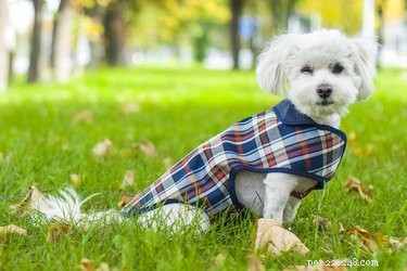강아지에게 추운 날씨에 옷이 필요합니까?
