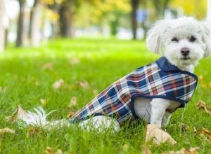 Les chiens ont-ils besoin de vêtements par temps froid ?