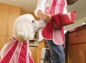 自家製犬のグレイビーレシピ 