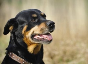 最強の犬種は何ですか？ 