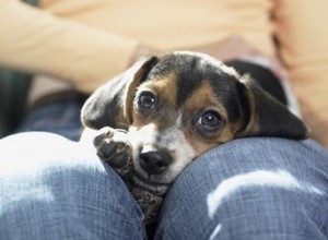 犬があなたの上に座るとき、それはどういう意味ですか？ 