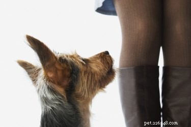Como treinar um cachorro para parar de cheirar virilhas