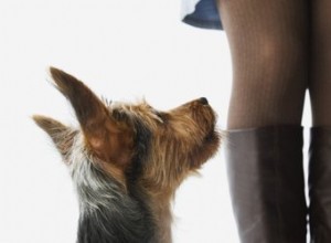 Comment entraîner un chien à arrêter de renifler les entrejambes