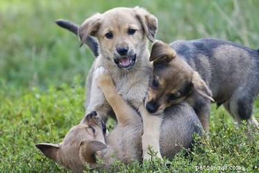 Как прекратить драки щенков между братьями и сестрами