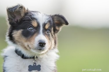 Wat betekent het als een puppy bult?