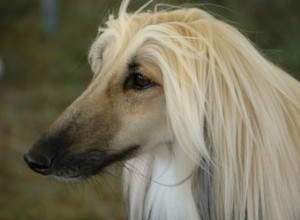 Chiens populaires à poils longs