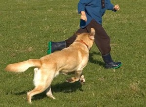 Devez-vous jouer à la chasse avec votre chien ?