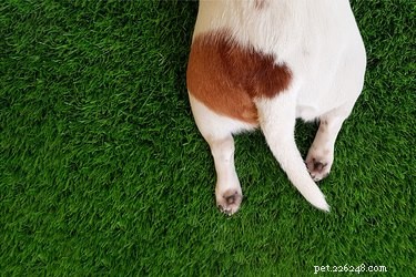 Decodificare i movimenti di una coda di cane