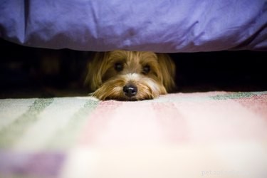 Waarom verstopt mijn hond zich onder het bed?