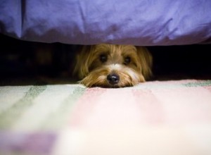 내 강아지가 침대 밑에 숨어 있는 이유는 무엇입니까?