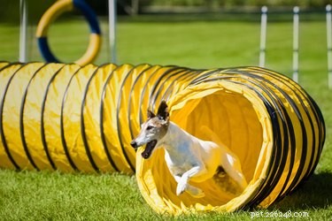 Ideias de playground para cães