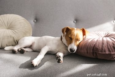 眠っている間に子犬が震えるのはなぜですか？ 