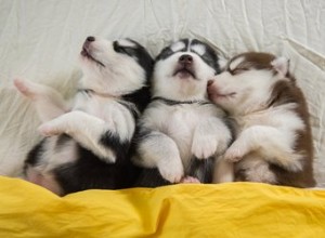 眠っている間に子犬が震えるのはなぜですか？ 