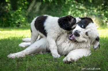 Vad är bonded pair-hundar?