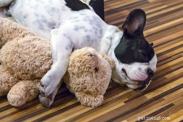 Průměrná doba spánku pro psy