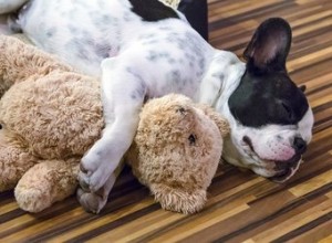 犬の平均睡眠時間 