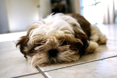 Perché i cani leccano le piastrelle del pavimento?