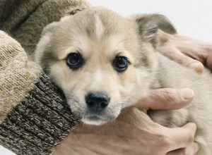 Anxiété due au bruit chez les chiens