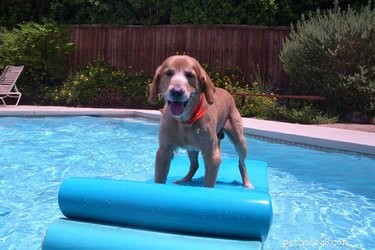 É perigoso para os cães beberem água da piscina?