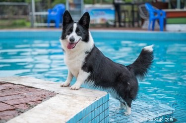 개가 수영장 물을 마시는 것이 위험합니까?