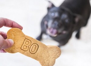 どのくらいの頻度で犬に御馳走を与えることができますか？ 