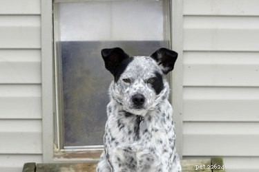 Protection anti-effraction d une porte pour chien