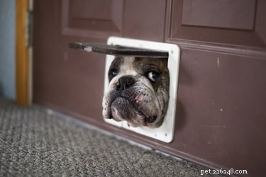 泥棒-犬のドアの校正 