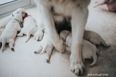 Odmítne psí matka novorozence, když se jich dotkne?