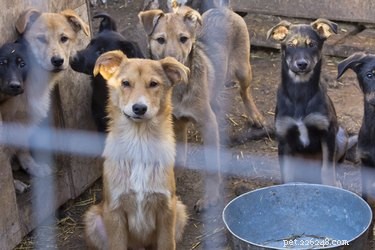 Jak hromadění zvířat ovlivňuje chování psů