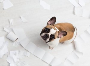 Proč můj pes žere papír?