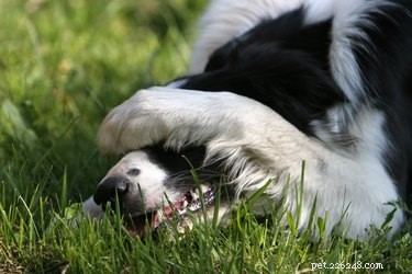 Varför hundar täcker sina ansikten med sina tassar
