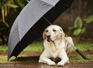 私の犬は雨の中でおしっこをしません 