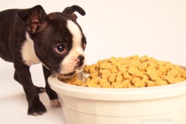 子犬の食物摂取量を増やす時期 