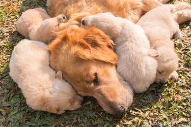 Cuidando de um cachorro e filhotes recém-nascidos