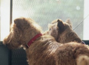 犬が網戸を破壊するのを防ぐ 